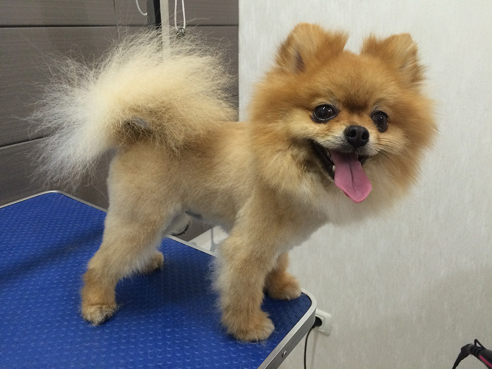 Pomeranian pe masa de îngrijire