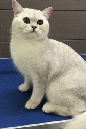 Pisică fotografiată pentru serviciile de cosmetică felină